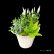 画像1: ベロニカハミングバード・寄せ植え (1)