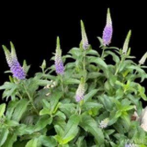 画像3: ベロニカハミングバード・ブルー　鉢植え