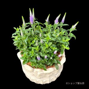 画像2: ベロニカハミングバード・ブルー　花丸鉢植え