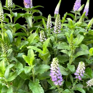 画像4: ベロニカハミングバード・ブルー　花丸鉢植え