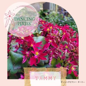 画像8: サキシフラガ・ダンシングピクシー TAMMY　タミー　