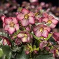 クリスマスローズ Ice N' roses 氷の薔薇ワイルドベリー4.5号