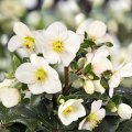 クリスマスローズ Ice N' roses 氷の薔薇アイボリーブラッシュ4.5号