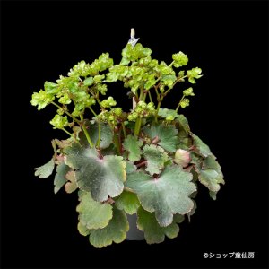 画像12: サキシフラガ・ダンシングピクシー TIANA　ティアナ