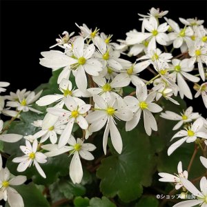画像11: サキシフラガ・ダンシングピクシー THEA　シーア