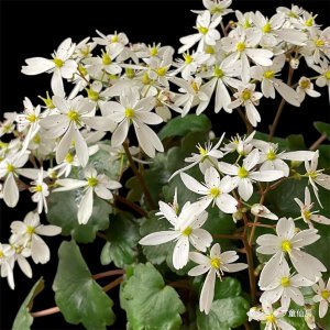 画像12: サキシフラガ・ダンシングピクシー THEA　シーア