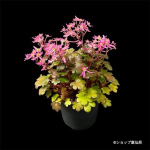 画像22: サキシフラガ・ダンシングピクシー TINI チーニ