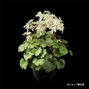 画像2: サキシフラガ・ダンシングピクシー THEA　シーア