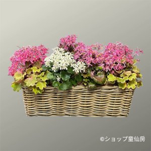 画像2: サキシフラガ・ダンシングピクシー バスケットプランター植え　
