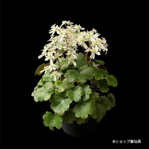 画像10: サキシフラガ・ダンシングピクシー THEA　シーア