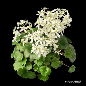 画像13: サキシフラガ・ダンシングピクシー THEA　シーア