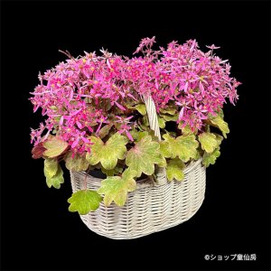 画像1: サキシフラガ・ダンシングピクシー バスケットプランター植え　