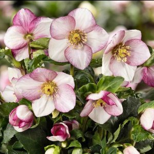 画像1: クリスマスローズ 雪の妖精HGCフロストファイヤー4.5号