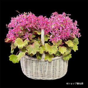 画像2: サキシフラガ・ダンシングピクシー バスケットプランター植え　