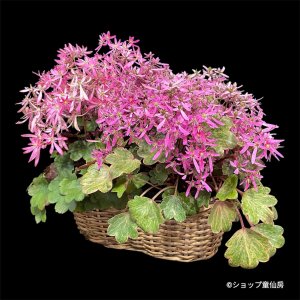 画像3: サキシフラガ・ダンシングピクシー バスケットプランター植え　