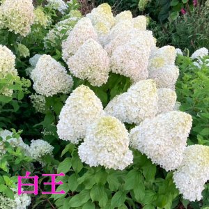 画像2: 庭のあじさい苗 【HBAパニキュラータ】白王（はくおう）4.5号