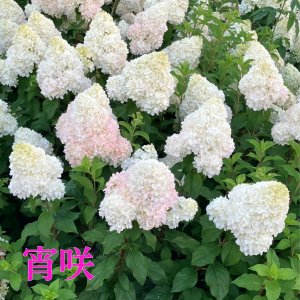 画像5: 庭のあじさい苗 【HBAパニキュラータ　宵咲（よいざき）4.5号