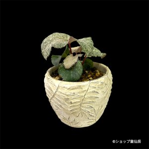 画像1: クリスマスローズ HGCスノーフィーバー鉢植え