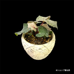 画像2: クリスマスローズ HGCスノーフィーバー鉢植え