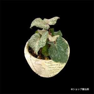 画像3: クリスマスローズ HGCスノーフィーバー鉢植え