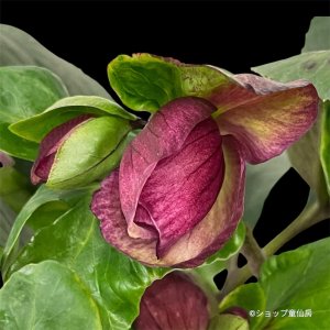 画像16: クリスマスローズ 雪の妖精HGCレイラ6号