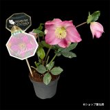 クリスマスローズ 雪の妖精HGCシャインレッド4.5号