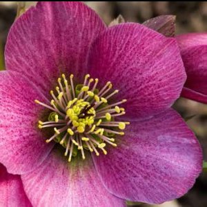 画像3: クリスマスローズ 雪の妖精HGCマダムラモニエ6号