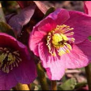 画像5: クリスマスローズ 雪の妖精HGCマダムラモニエ6号