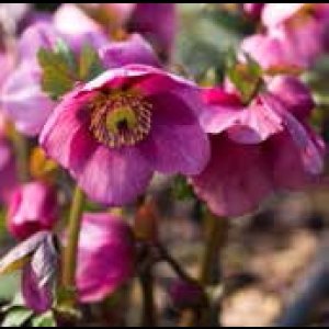 画像4: クリスマスローズ 雪の妖精HGCマダムラモニエ6号