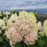 庭のあじさい苗 【HBAパニキュラータ】紅涼（べにすず）4.5号