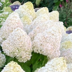 画像1: 庭のあじさい苗 【HBAパニキュラータ】白王（はくおう）4.5号