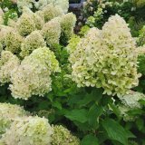 庭のあじさい苗 【HBAパニキュラータ　花丸（はなまる）4.5号