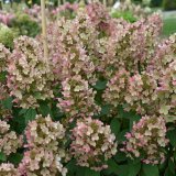 庭のあじさい苗 【HBAパニキュラータ】霞音（かすみね）4.5号