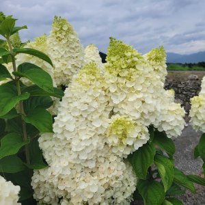 画像1: 庭のあじさい苗 【HBAパニキュラータ】霧時雨（きりしぐれ）4.5号