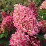 庭のあじさい苗 【HBAパニキュラータ　翆冠（すいかん）4.5号