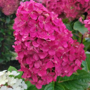 画像1: 庭のあじさい苗 【HBAパニキュラータ】朱炎（しゅえん）4.5号