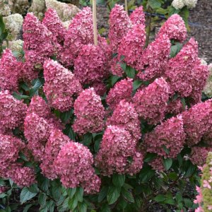 画像2: 庭のあじさい苗 【HBAパニキュラータ】朱炎（しゅえん）4.5号