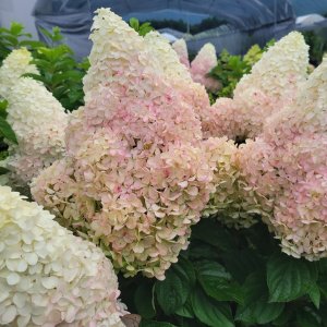 画像4: 庭のあじさい苗 【HBAパニキュラータ】朱炎（しゅえん）4.5号