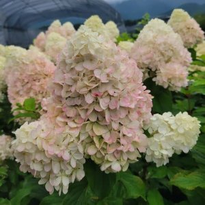 画像1: 庭のあじさい苗 【HBAパニキュラータ　宵咲（よいざき）4.5号