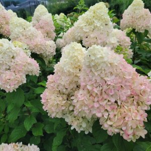 画像2: 庭のあじさい苗 【HBAパニキュラータ　宵咲（よいざき）4.5号