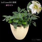 クリスマスローズ鉢植え　大鉢　氷の薔薇ホワイト