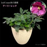 クリスマスローズ鉢植え　大鉢　氷の薔薇アーリーレッド