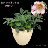 クリスマスローズ鉢植え　大鉢　氷の薔薇ピコティー