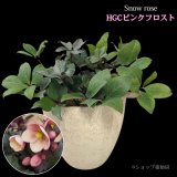 クリスマスローズ鉢植え　大鉢　HGCピンクフロスト