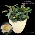 クリスマスローズ鉢植え　大鉢　HGCスノーダンス