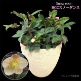 クリスマスローズ鉢植え　大鉢　HGCスノーダンス