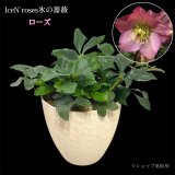 クリスマスローズ鉢植え　大鉢　氷の薔薇ローズ