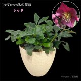 クリスマスローズ鉢植え　大鉢　氷の薔薇レッド