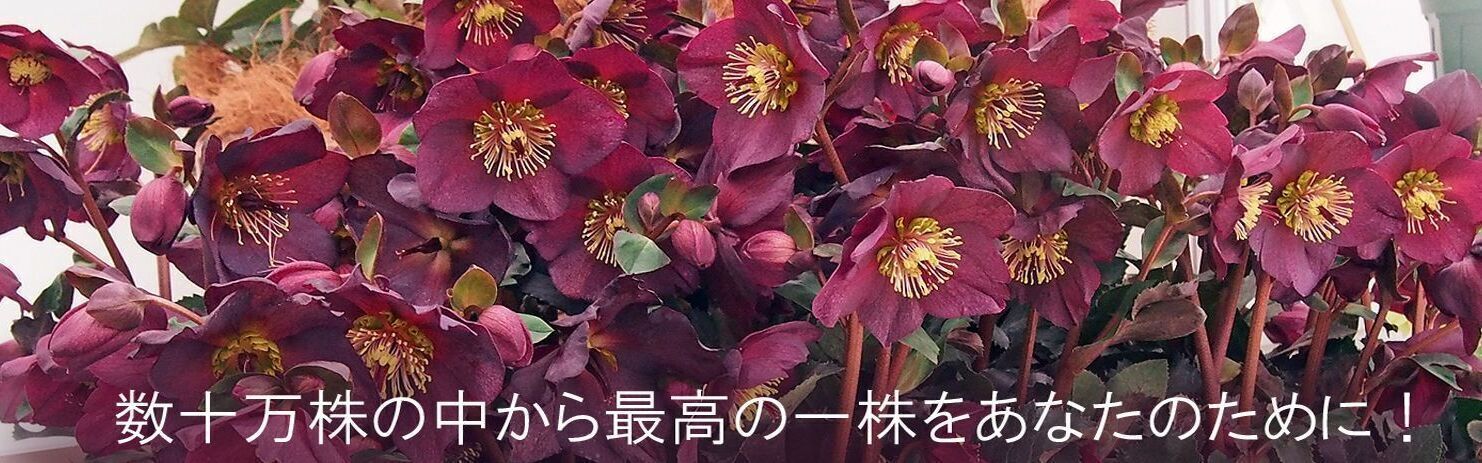 クリスマスローズ【Ice N' roses 氷の薔薇レッド】