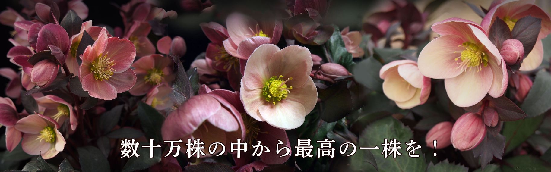 クリスマスローズ・スノーローズシリーズ